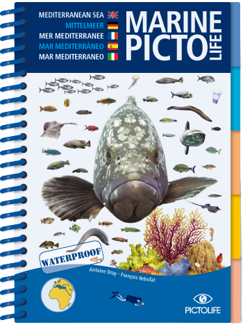 Guide des poissons, faune et flore pour les snorkelers et les plongeurs